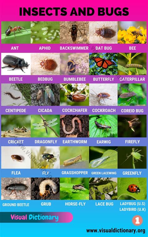 Insects Best List Of 55 Common Names Of Insects In The World Visual