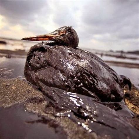 17 Photos That Prove That Oil Spills Are The Worst
