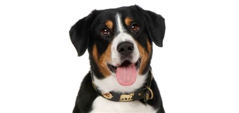 Entlebucher Mountain Dog Breed Information And Advice Petstime