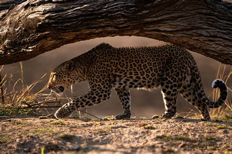 Wildlife Highlights Of Zambia Safari Consultants