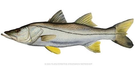 Common Snook Alchetron The Free Social Encyclopedia