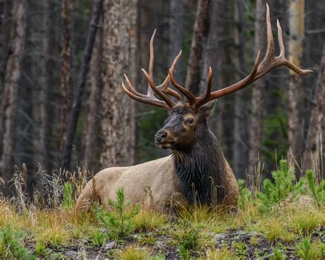 Tribe Proposes Restoring Elk To Part Of Native Range In Northern
