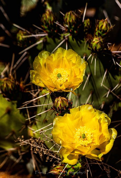 Arizona Yellow Cactus Rose