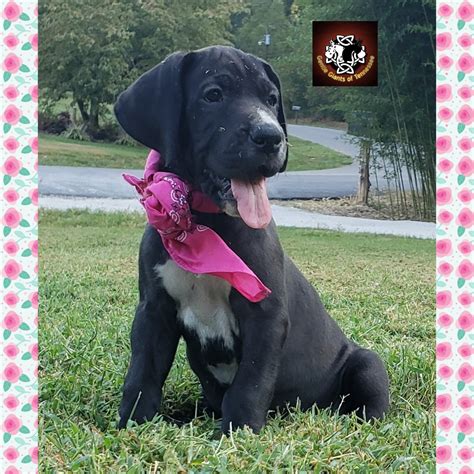 17 HQ Images Great Dane Mix Puppies Michigan : Rochester Hills, MI