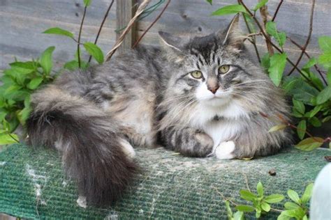 Find cheap maine coon cat insurance cover and information. Maine Coone | Serious cat, Cat diseases, Cat insurance