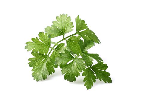 Parsley or garden parsley (petroselinum crispum) is a species of flowering plant in the family apiaceae that is native to the central and eastern mediterranean region. Parsley - Fit for Royalty | Tallahassee.com Community Blogs
