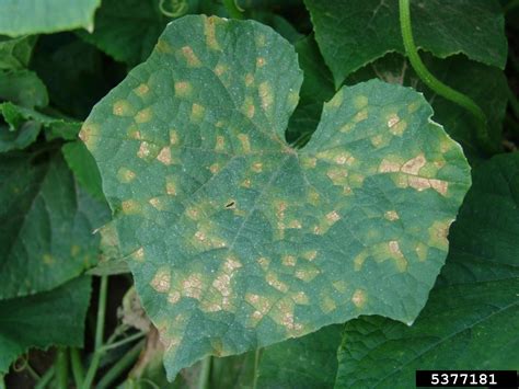 Check spelling or type a new query. Pest News: Downy Mildew Outbreak on Cucumbers in Southeast ...