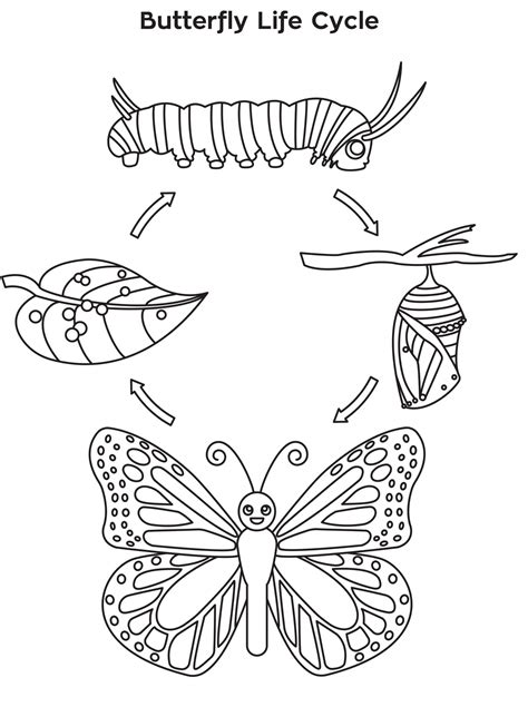 Monarch butterfly Life Cycle Coloring Page - youngandtae.com | Butterfly coloring page