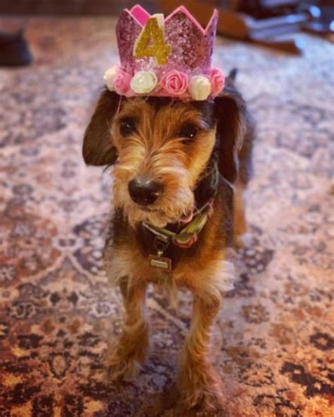 Dog Party Hat Dog Birthday Party Hat Party Crown Birthday Etsy
