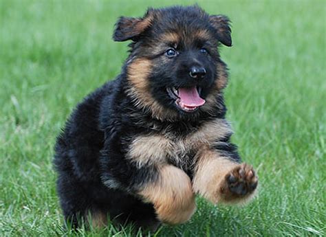 German shepherd puppies for sale. German Shepherd Puppies For Sale | My BodyGuard Dogs | Dog ...