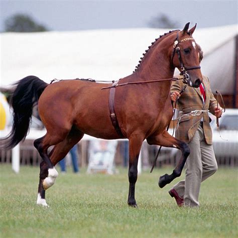 Hackney Horse Breed Profile