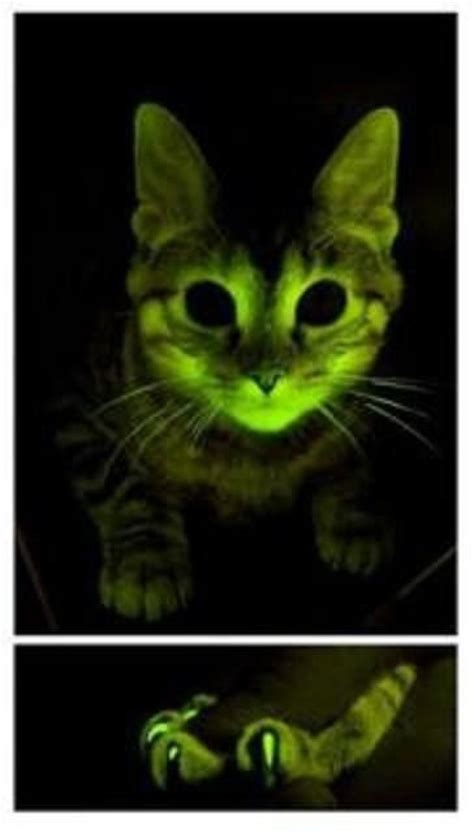 Green Glowing Cats May Help To Fight Against Hivaids Ibtimes