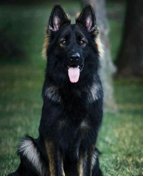 Pin By Simone Van Klinken On Hondjes Black German Shepherd Dog