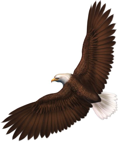 High Resolution Clipart Eagle Pictures On Cliparts Pub 2020 🔝