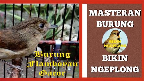 Maybe you would like to learn more about one of these? Suara Burung Flamboyan Betina : Suara Burung Flamboyan ...