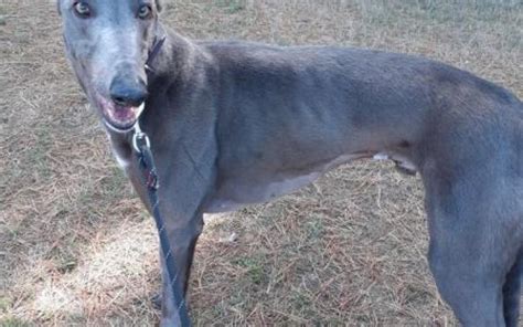 Dog Details Greyhounds As Pets