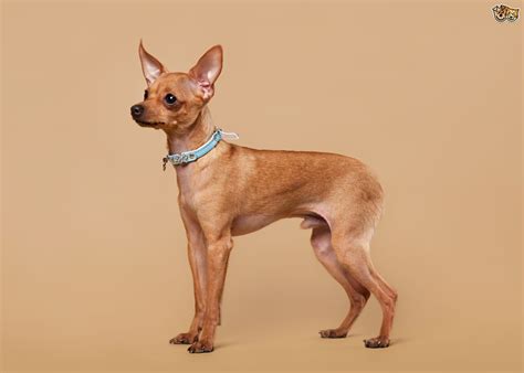 Russian Toy Terrier Dog Breed Information Buying Advice