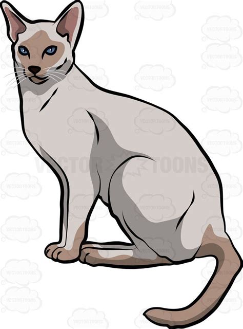 A Siamese Cat Cat Vector Siamese Cats Cats