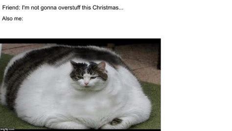 Funny Fat Animal Memes