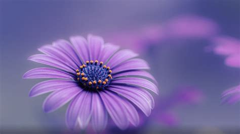 Flower Background Hd 1080p Best Flower Site