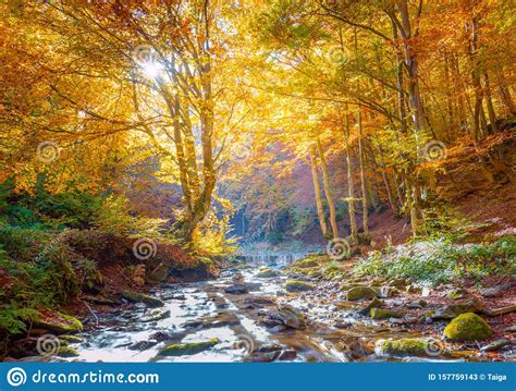 Golden Autumn In Nature Vibrantl Forest Trees And Fast River With