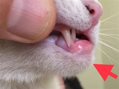 6 Causes Of Lip Sores Mouth Ulcers In Cats Walkerville Vet