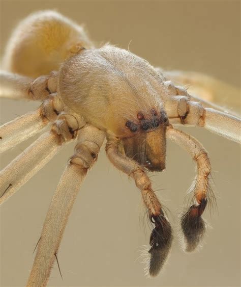 17 new york spiders that will make your skin crawl