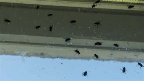 How To Get Rid Of Flies Inside And Outside Of Your House