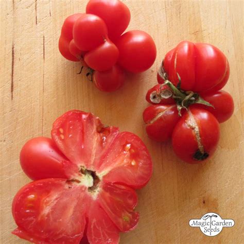 Reisetomate Solanum Lycopersicum Tomaten Alte Tomatensorten