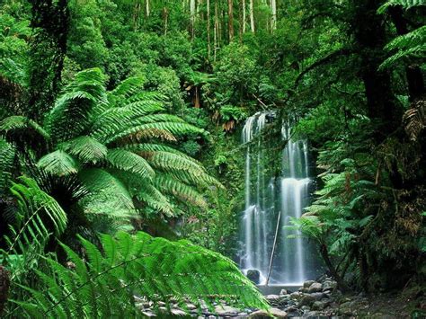 Australian Tropical Rainforest
