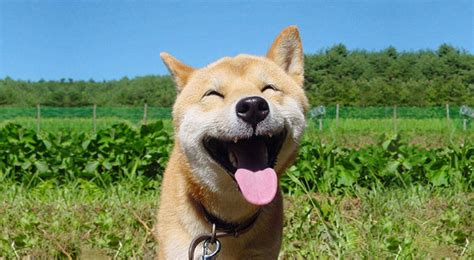 The 30 Happiest Animals In The World That Will Make You Smile Bored Panda