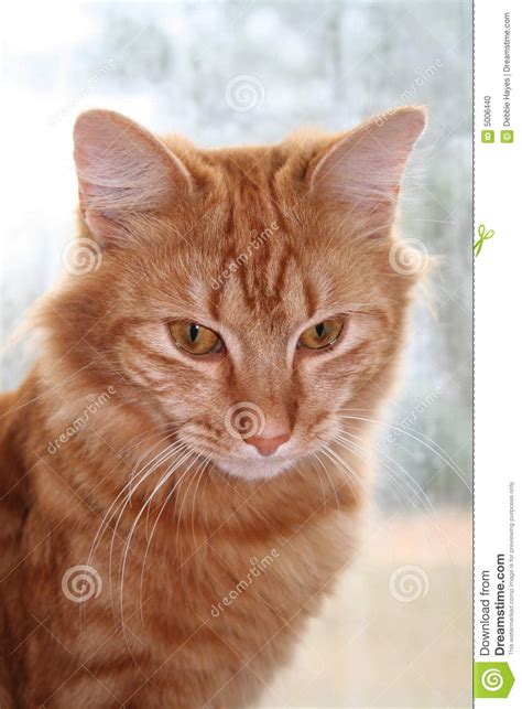 Orange Tabby Cat By The Window Stock Photo Image Of