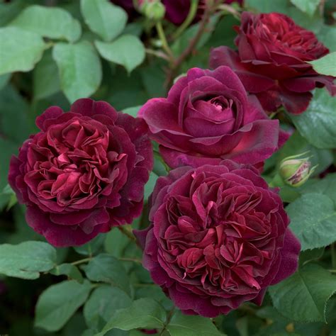 Miniature Rose Button Rose Maroon Plant Seeds Buy Miniature Rose