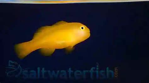 Yellow Clown Goby Gobies Saltwater Fish