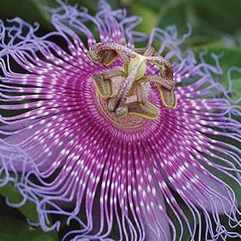 How To Grow And Care For Passionflower Gardeners Path Passion