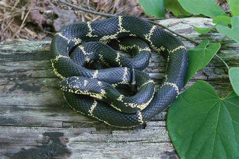 Snakes Commonly Found In North Georgia Wcnc