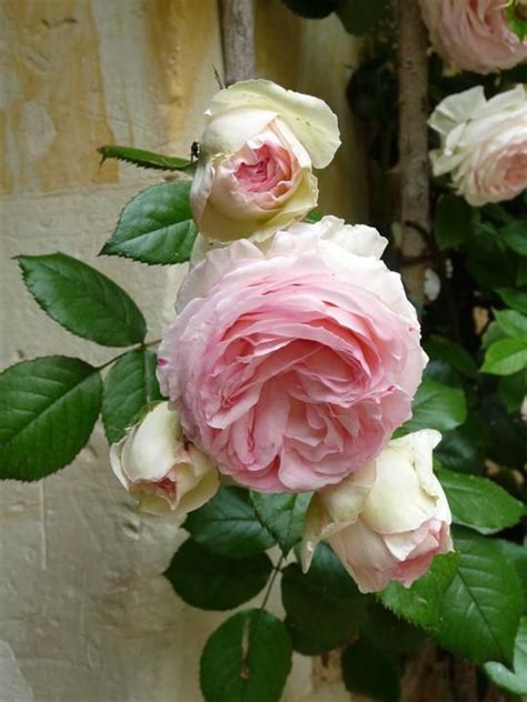 Rose Pierre De Ronsard Romantic Roses Beautiful Roses Beautiful