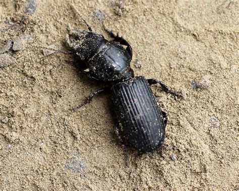 Insects As Insecticides Ground Beetles The Nocturnal Insecticides