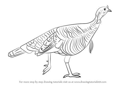 Learn How To Draw A Wild Turkey Birds Step By Step Drawing Tutorials
