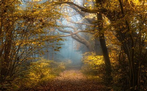 Nature Landscape Fall Forest Sunlight Mist Shrubs Yellow Leaves