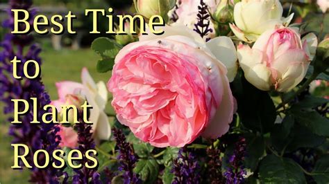 Best Time To Plant Roses Youtube