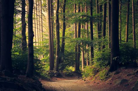 Free Images Tree Nature Path Wilderness Branch Wood Sunlight