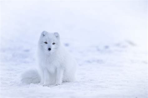 Top 16 Arctic Fox Facts Diet Habitat Survival And More