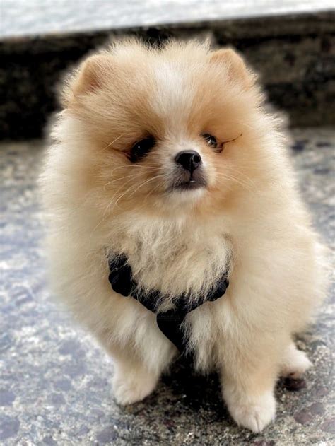 What Type Of “face” Will My Pomeranian Have 9 Weeks Old Fox Bear