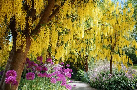 Flowering Trees Pictures For Landscaping Inspiration