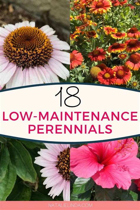 18 Low Maintenance Perennials Perennials Long Blooming Perennials
