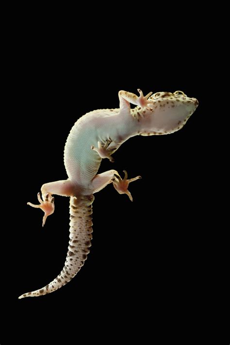 How To Tell If Your Gecko Is Male Or Female