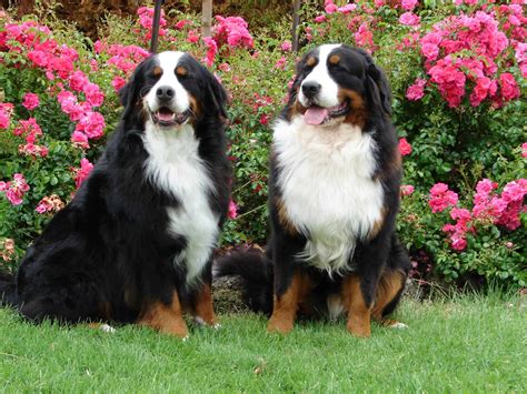 Bernese Mountain Dog