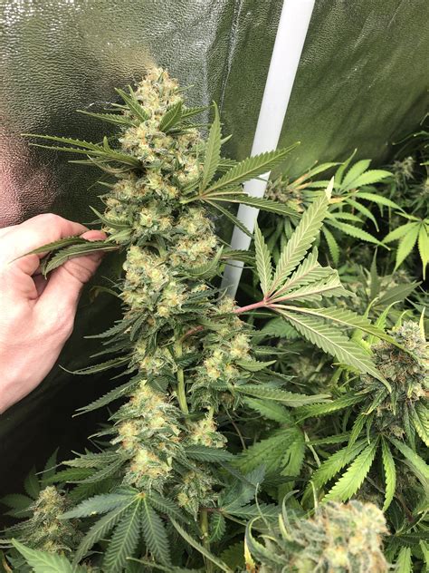 Rate My Plants Almost Harvest Time Grasscity Forums The 1