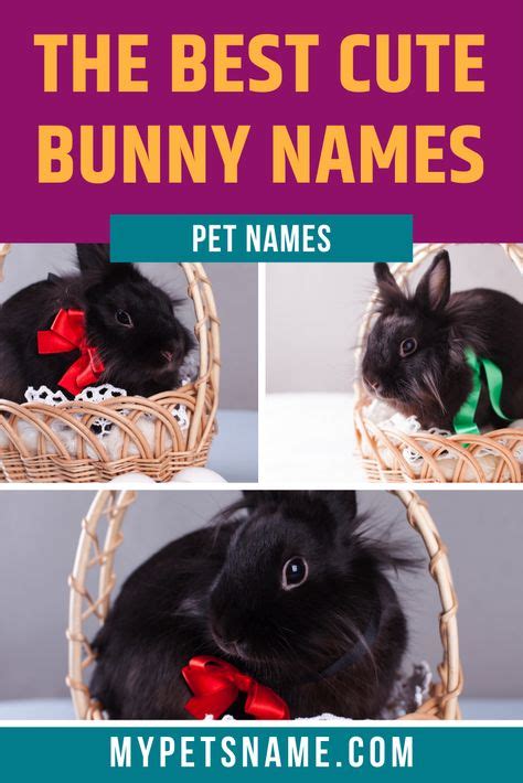 37 Bunny Names Ideas In 2021 Bunny Names Bunny Rabbit Names